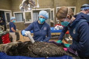 sea otter surgery drying fur