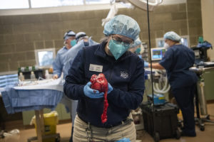 sea otter surgery mass