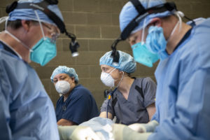sea otter surgery surgeons vets