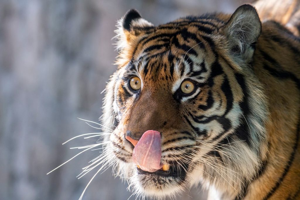 Tiger licks her lips
