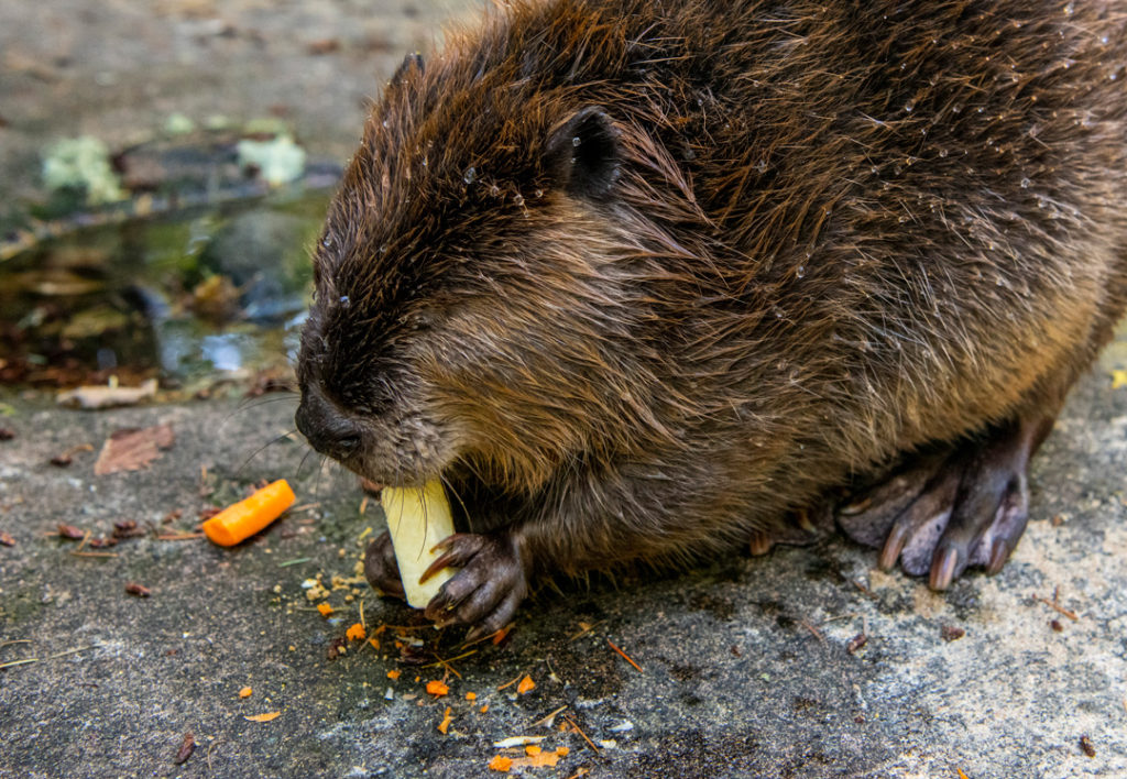Beaver at Northwest Trek