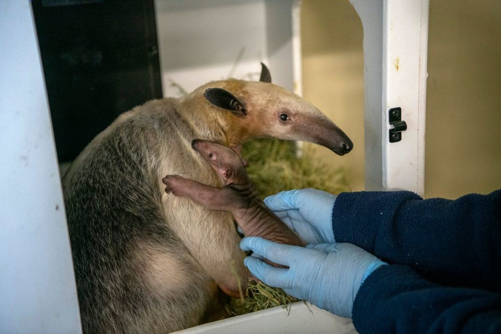 Terra the tamandua and her newborn pup cling to one another