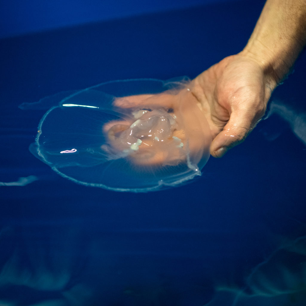 person touches jellyfish