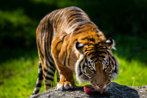 Indah the tiger