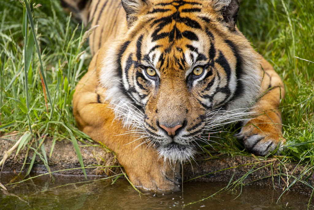 raja tiger by pool