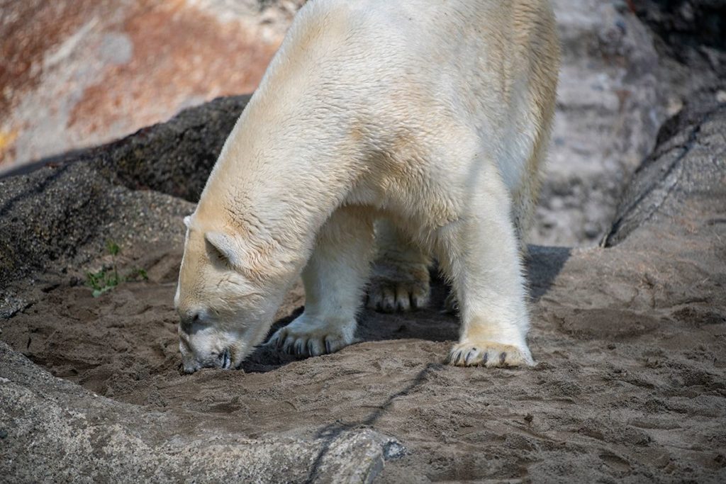 Blizzard the polar bear sniffs new sand in his exhibit