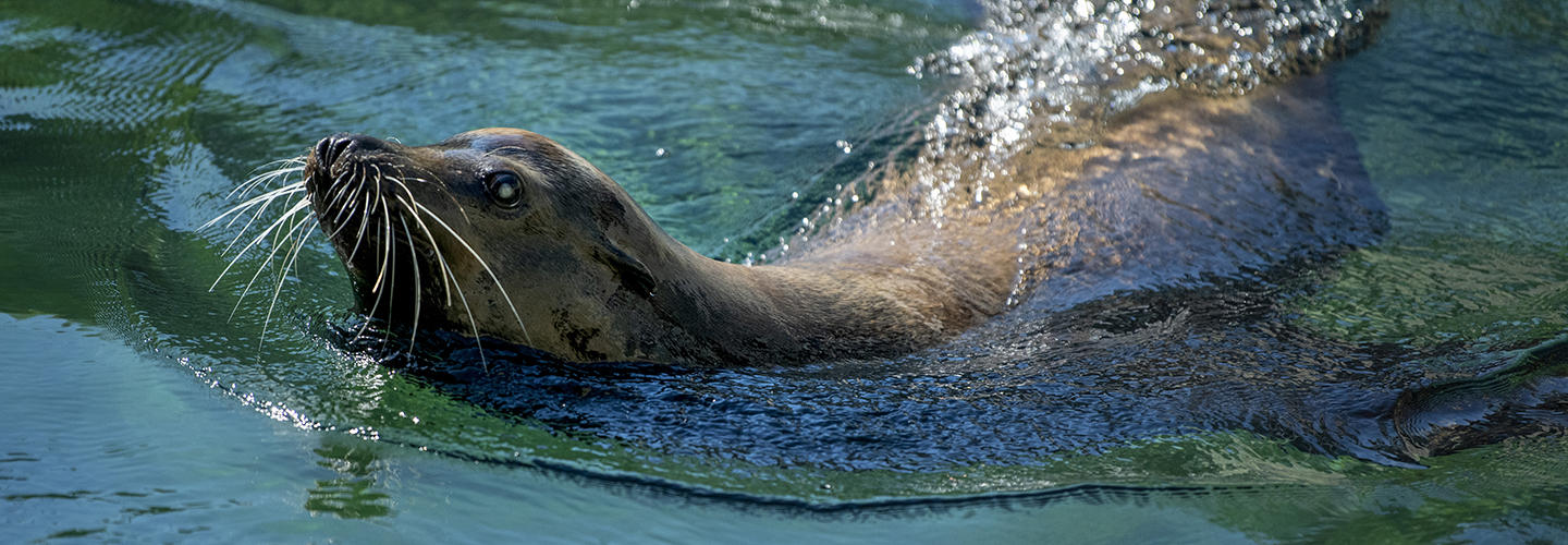 Rescued Sea Lion Finds New Home Point Defiance Zoo Aquarium