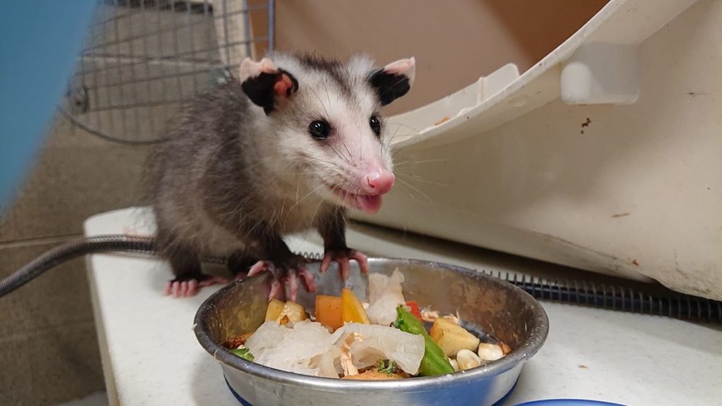 opossum enjoying fruits and vegetables