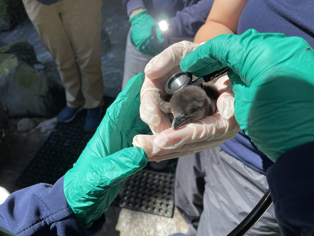 penguin chick gets exam from Zoo's veterinary staff.