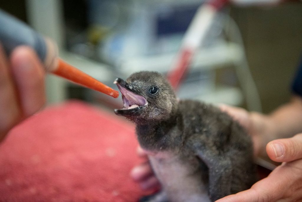 Penguin chick receives food through a syringe.