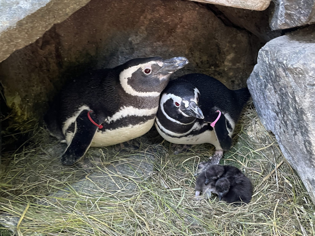 penguin chicks next to parents