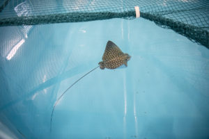 eagle ray pup in pool