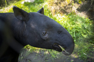 kazu the tapir close up