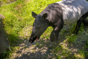 kazu tapir walking tongue out