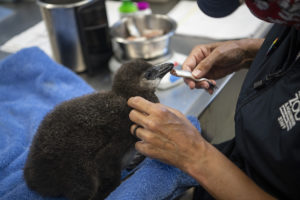 keeper Cindy feeds penguin chick