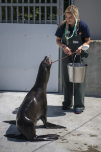 keeper Stephanie with Boomer sea lion