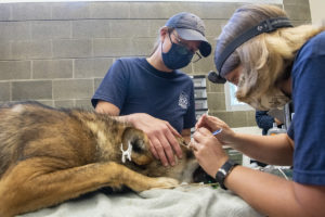  red wolf patience eye exam