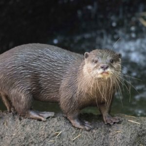 small-clawed otter.