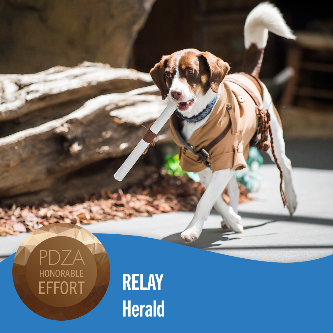 relay dog