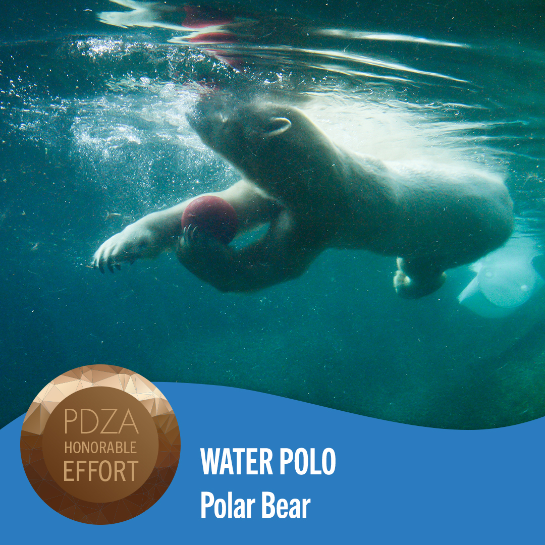 water polo polar bear