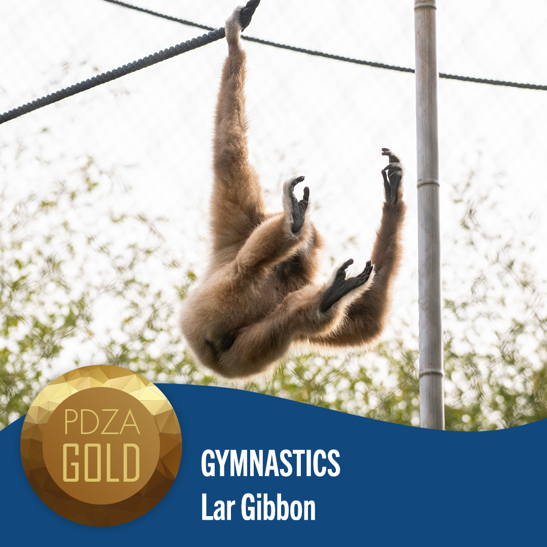gymnastics gibbon