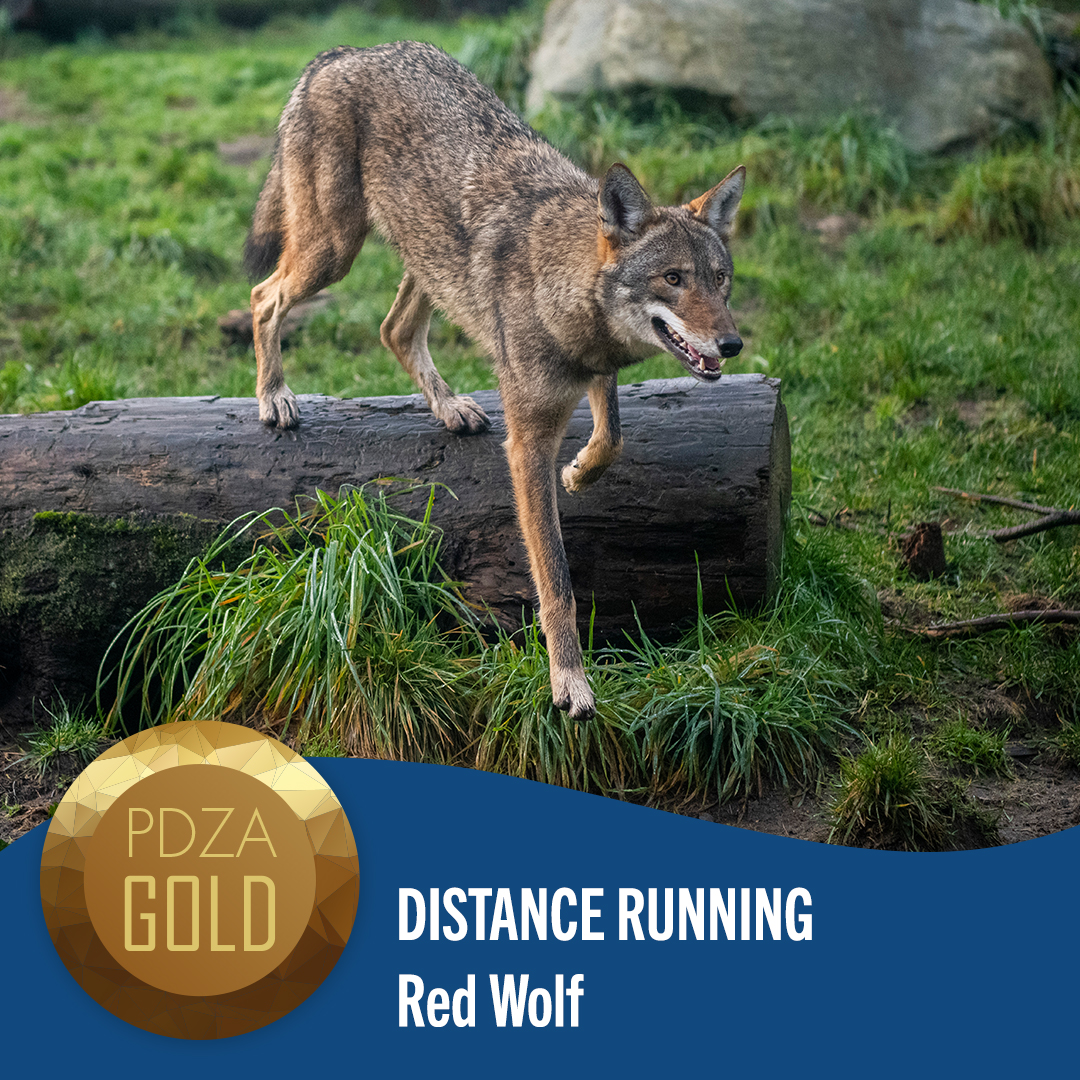 distance running red wolf