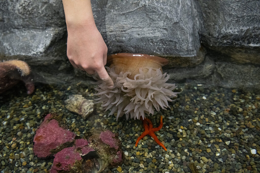 finger touching anemone