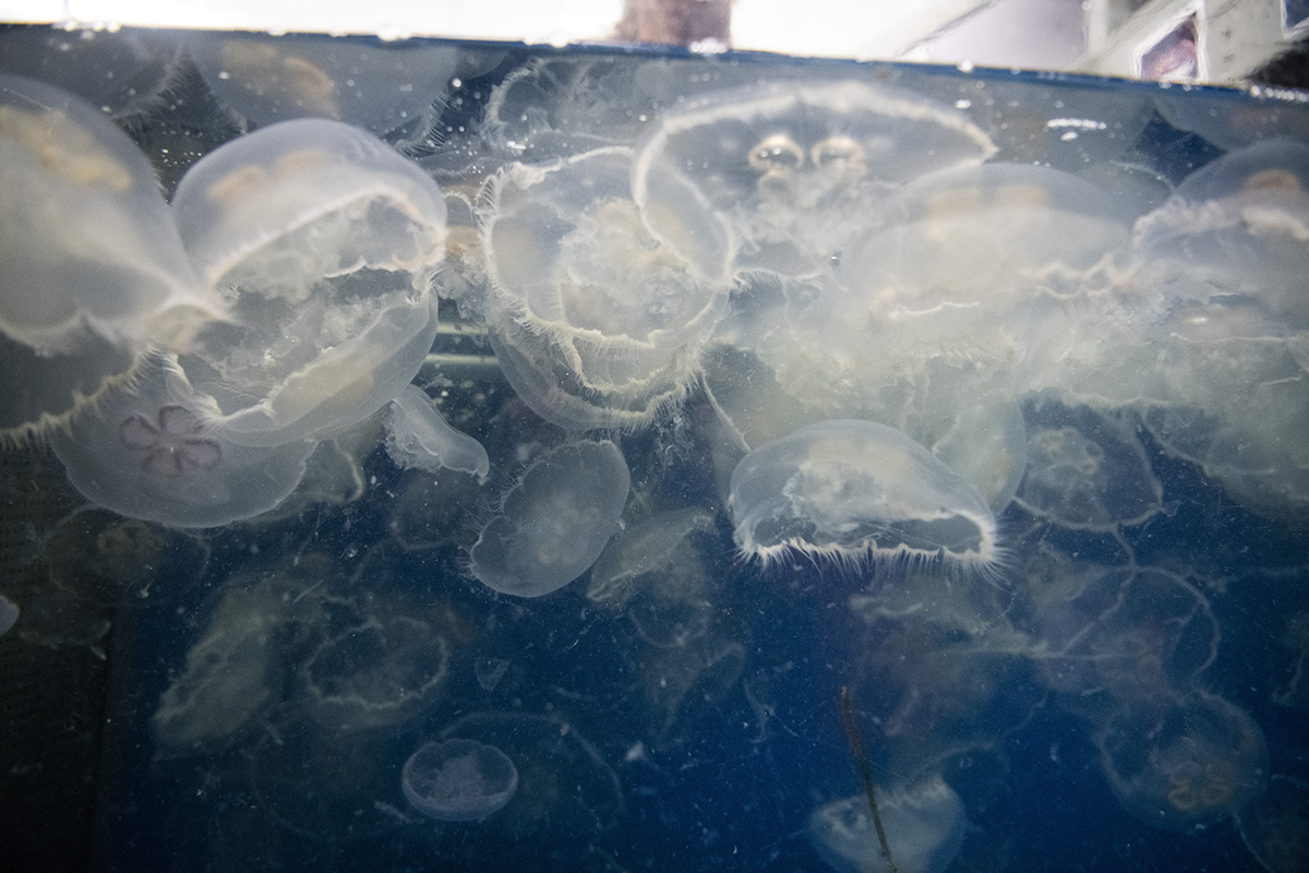 Moon jellies swim in their new home. 