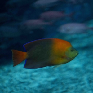 clarion angelfish