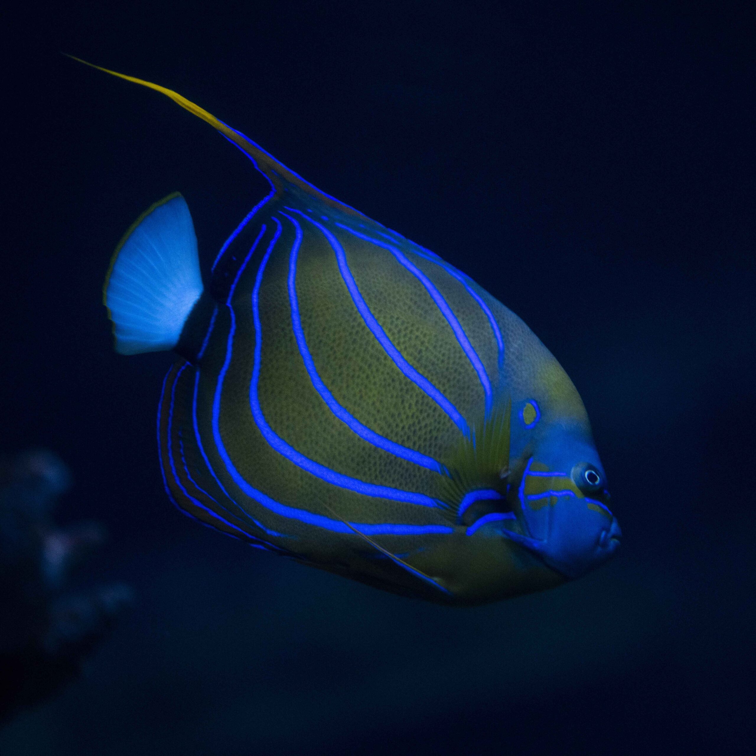 neon blue fish