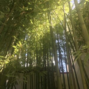 timber bamboo