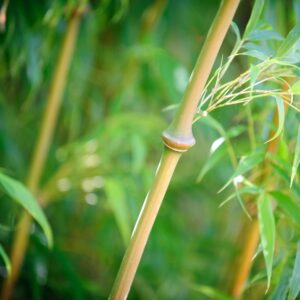 walking stick bamboo