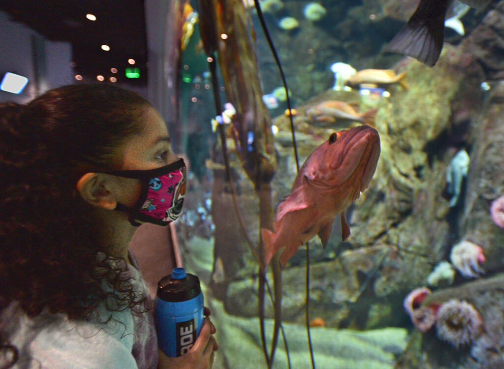 girl looking at rock fish at NW Waters