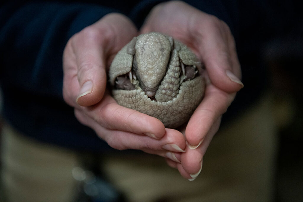 armadillo pup in keeper's hand