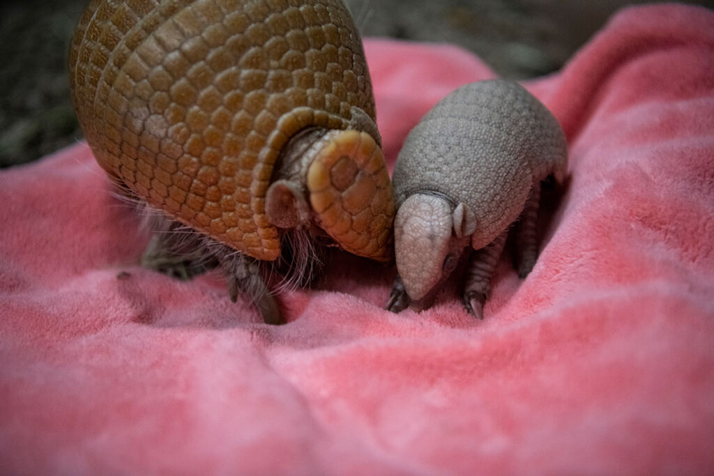 armadillo mom and pup