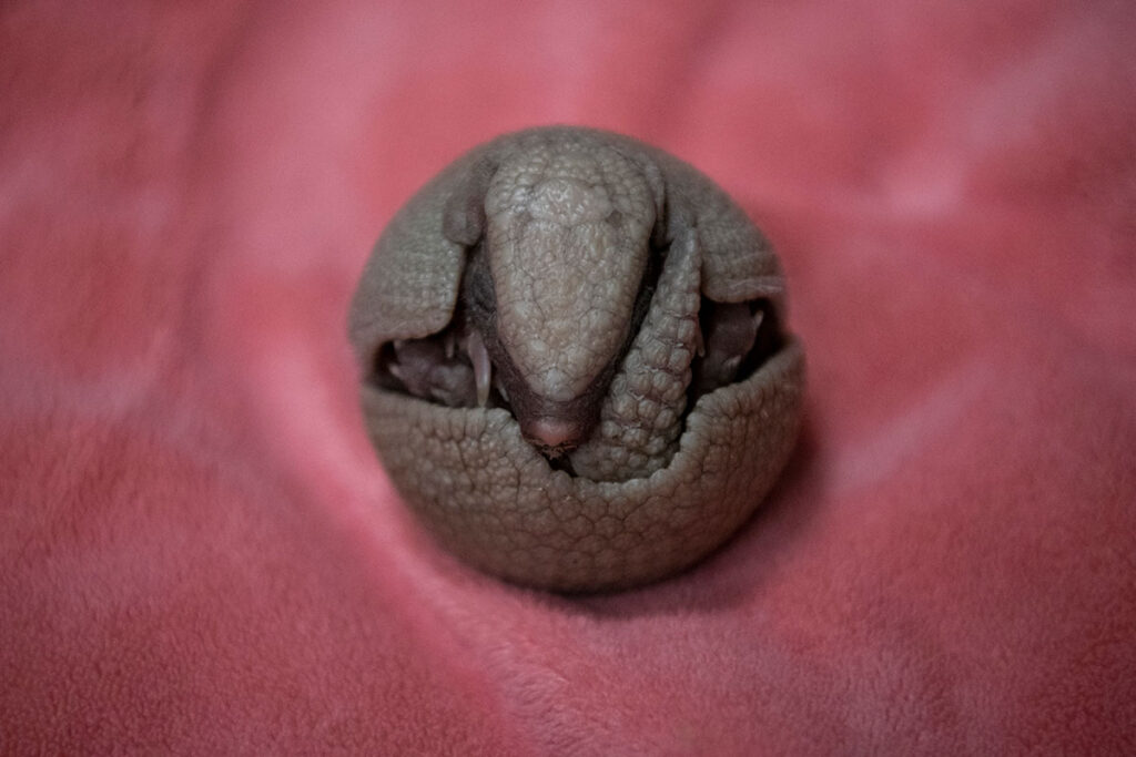 armadillo pup curled up