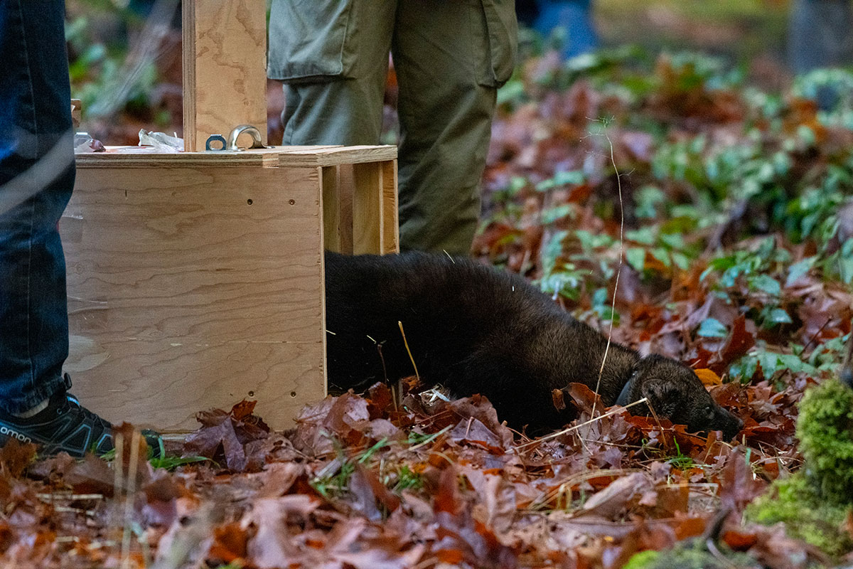 Fishers released at Olympic National Park - Point Defiance Zoo & Aquarium
