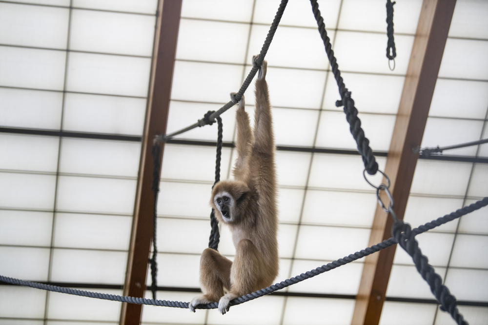  lar gibbons Aries and Orion.
