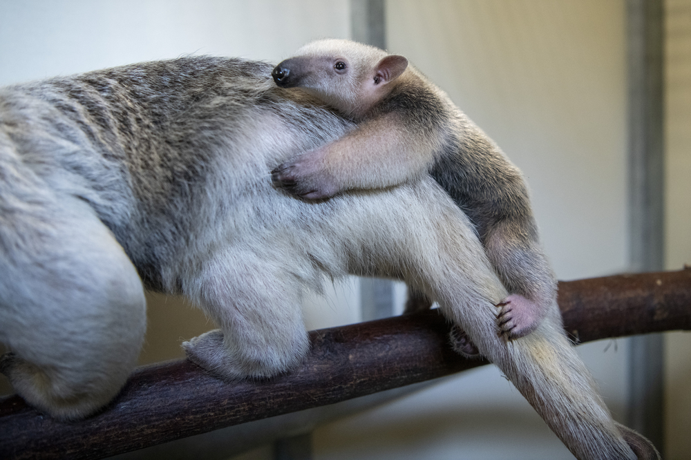 tamandua pup Liana with mom Terra and a gets a weight check.