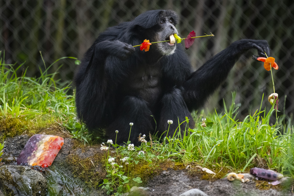 Dudlee the siamang eats food