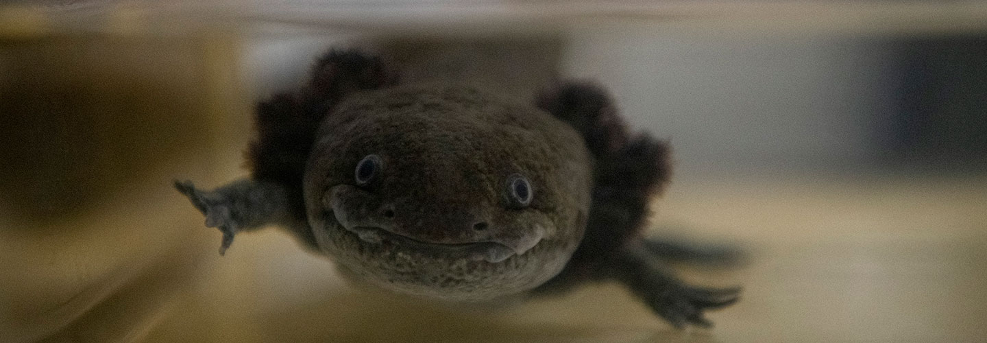 How rare is a Black Axolotl