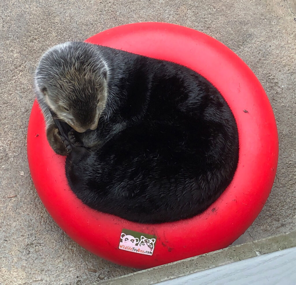 sea otter in play toy