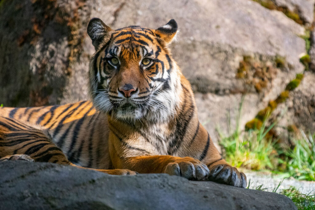 Kali the Sumatran Tiger