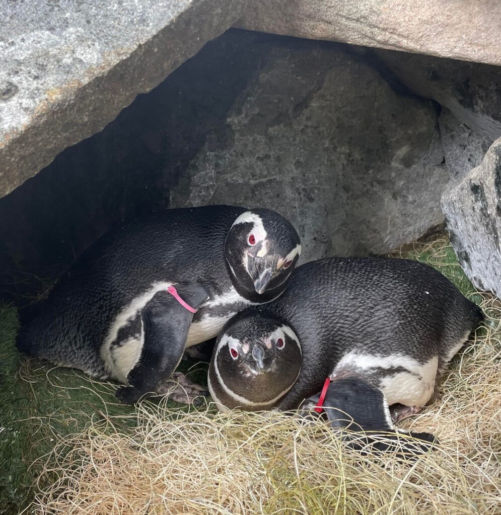 Penguin Nesting 