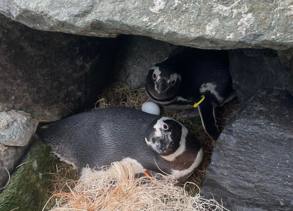 Penguin Nesting