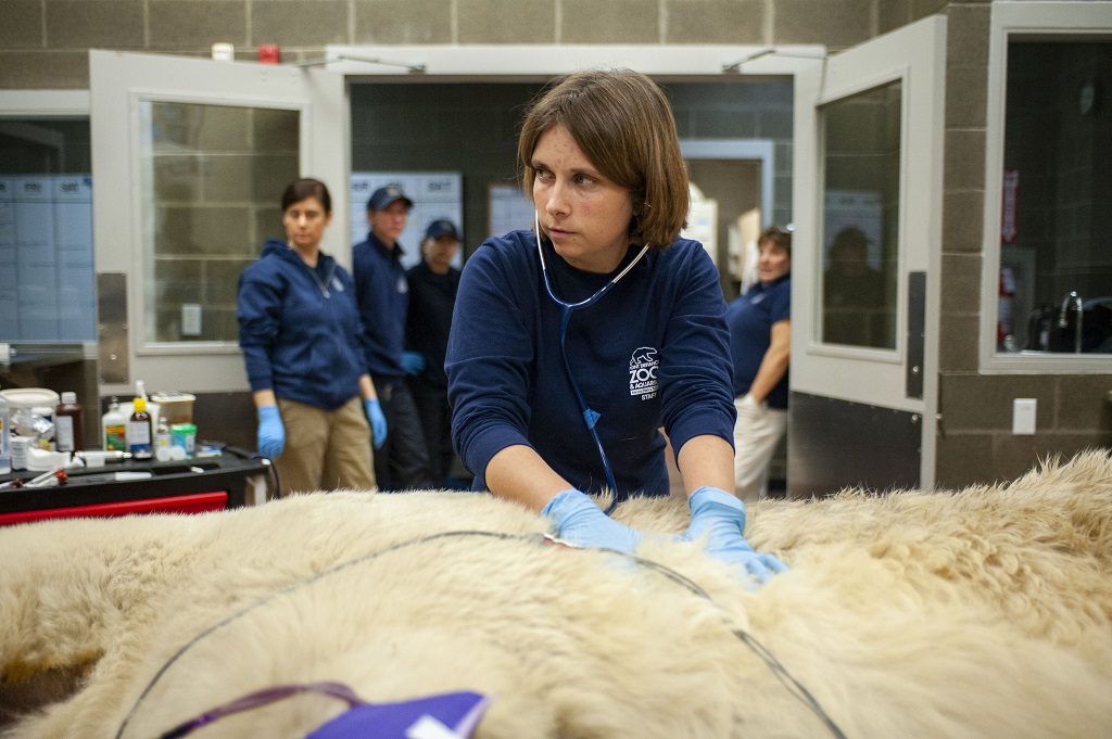 Polar bear exam - Point Defiance Zoo veterinarian Dr. Kadie Anderson