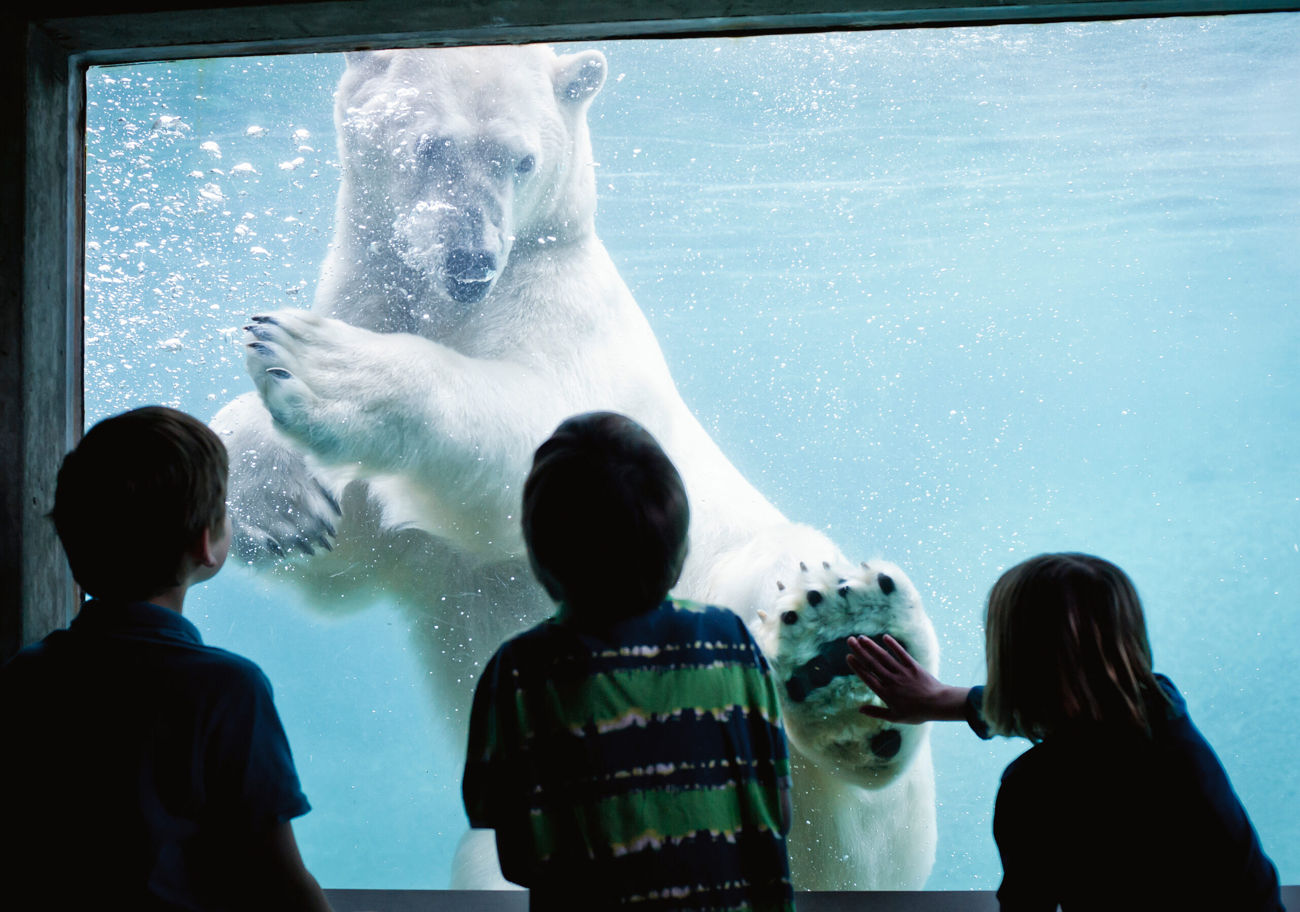 Remembering Blizzard - Point Defiance Zoo & Aquarium