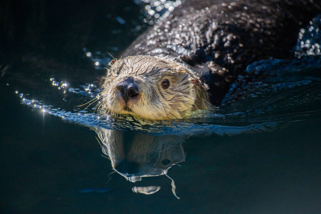 Clara sea otter swimming