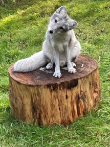 Sven the arctic fox sits on stump 