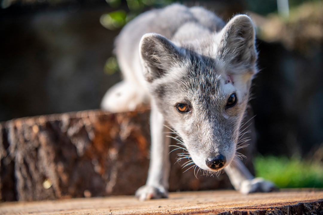 Arctic Fox, Online Learning Center